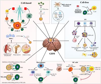 Cell-based and cell-free immunotherapies for glioblastoma: current status and future directions